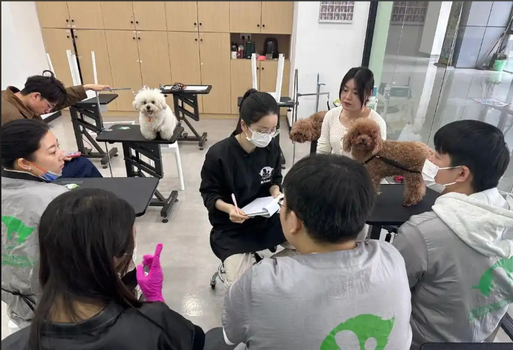 济宁市宠物美容培训宠物美容培训学校 - 排名